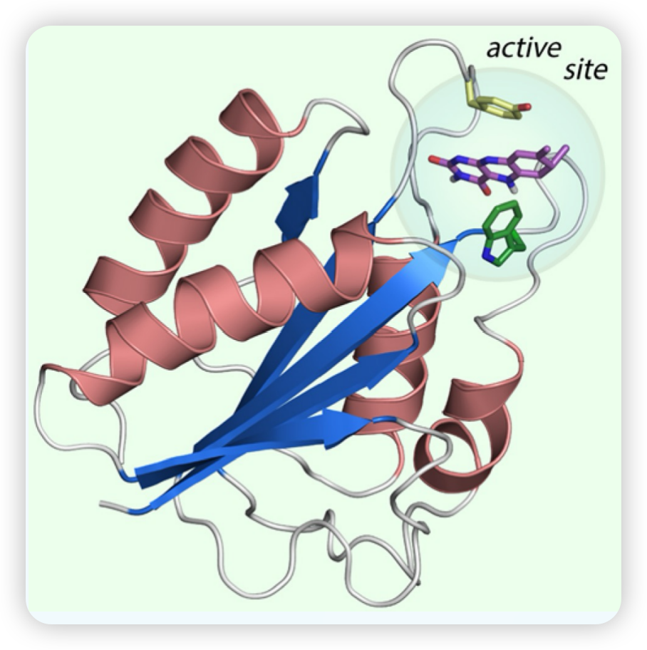 Protein Structure